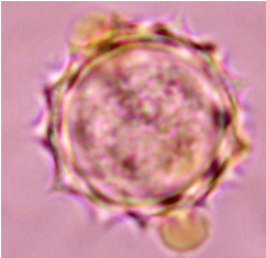 hyptis